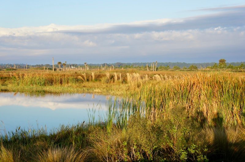 Constructed wetland